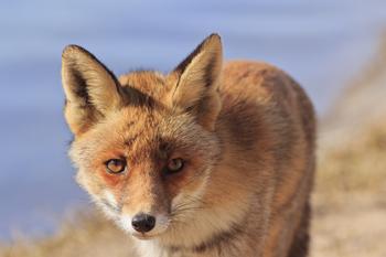 ��Ӧ�˿�����Ƶ�����գ���������д4���֡�������֡� �ľ���ʦ��1��...